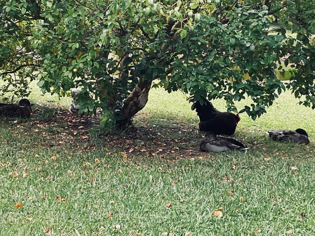 Ducks and a rooster napping in the grass under a bush